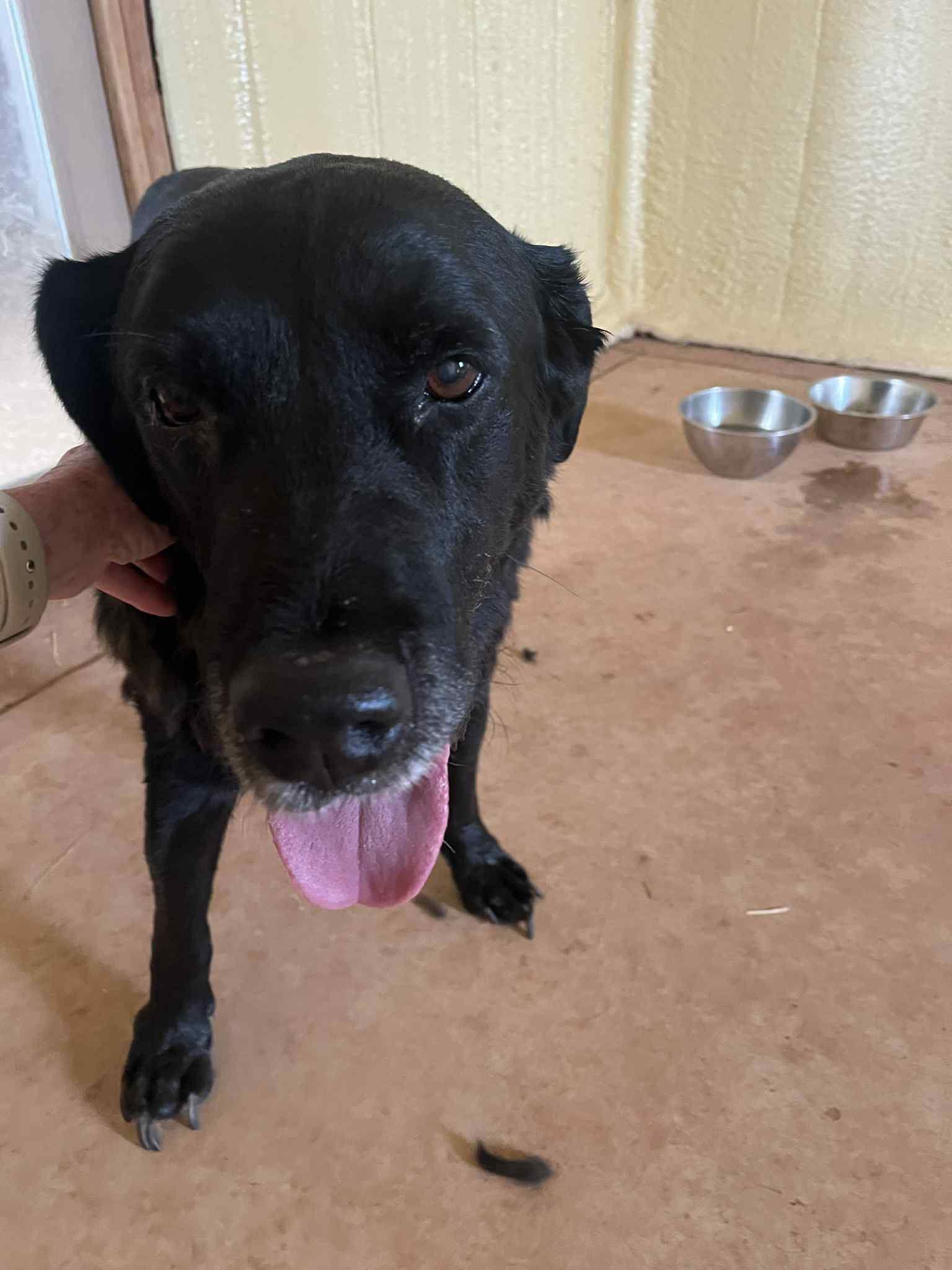 Amos, Adopted, Senior Male Labrador Retriever.