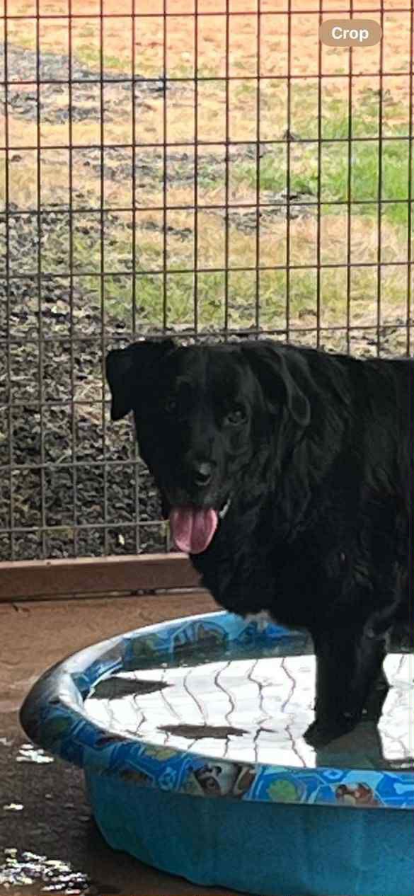 Amos, a Adopted Labrador Retriever in Newport, NH image 2/3
