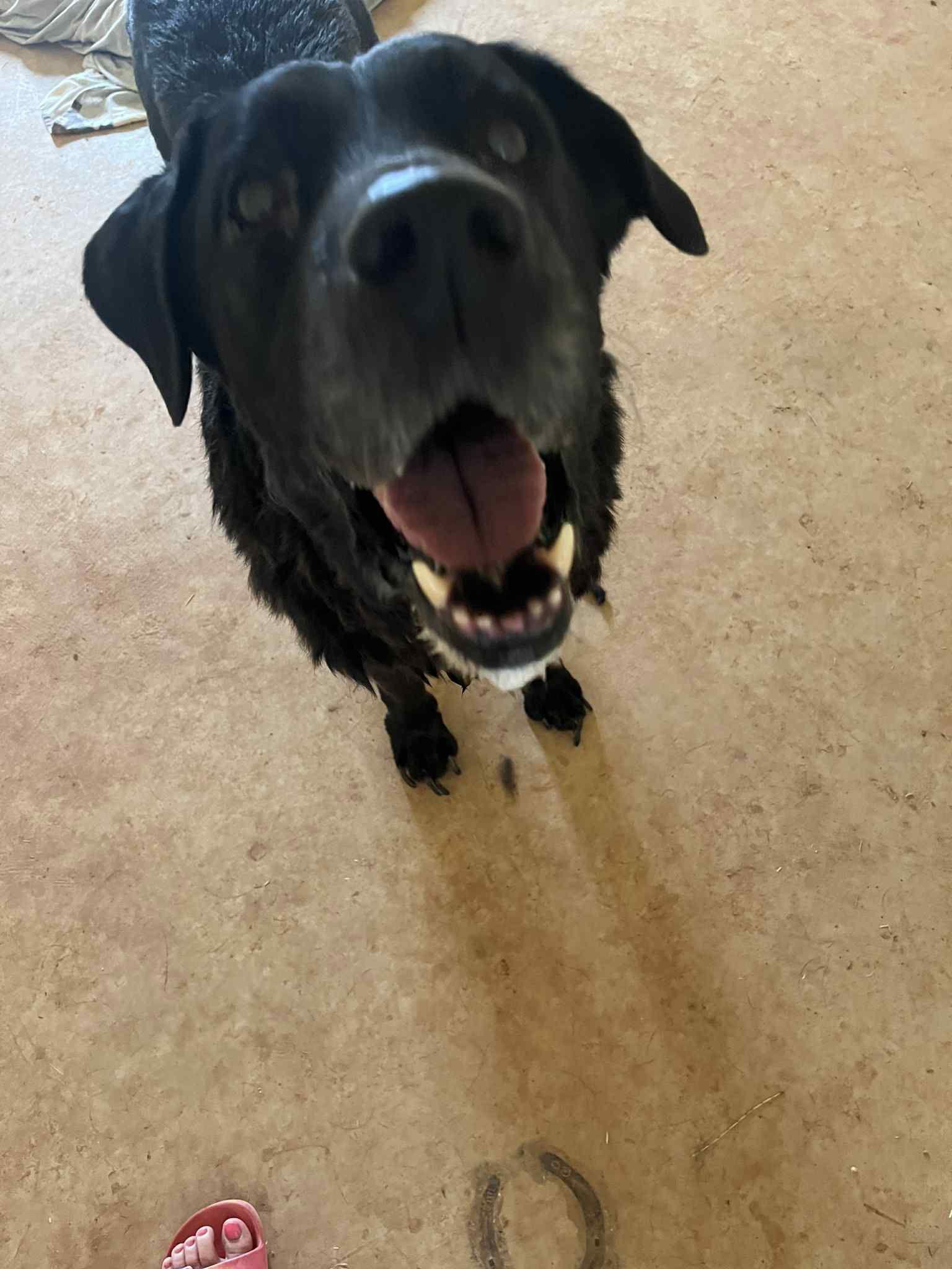 Amos, a Adopted Labrador Retriever in Newport, NH image 3/3