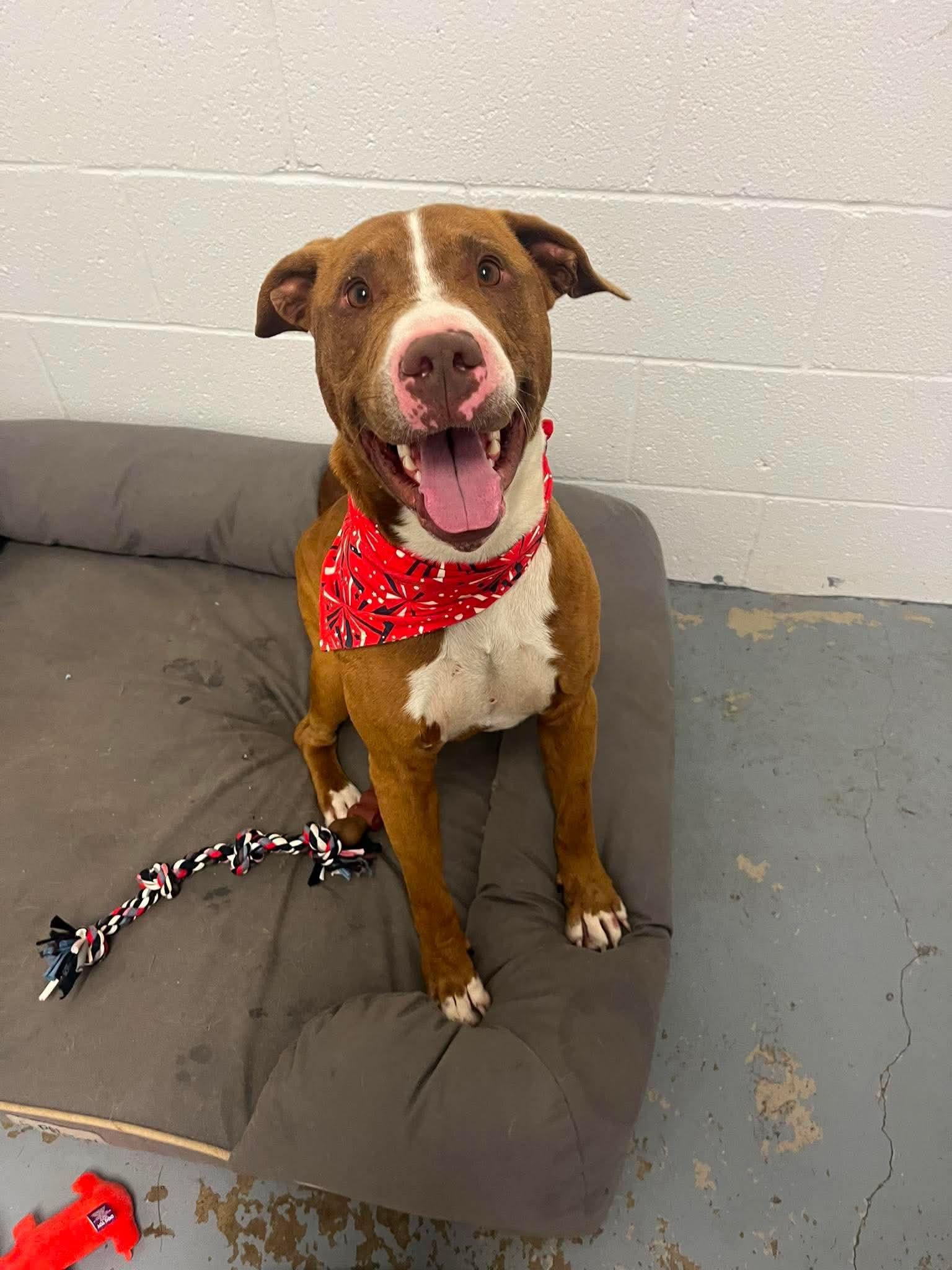 Rusty, ADOPTABLE, Young Male Pit Bull Terrier.