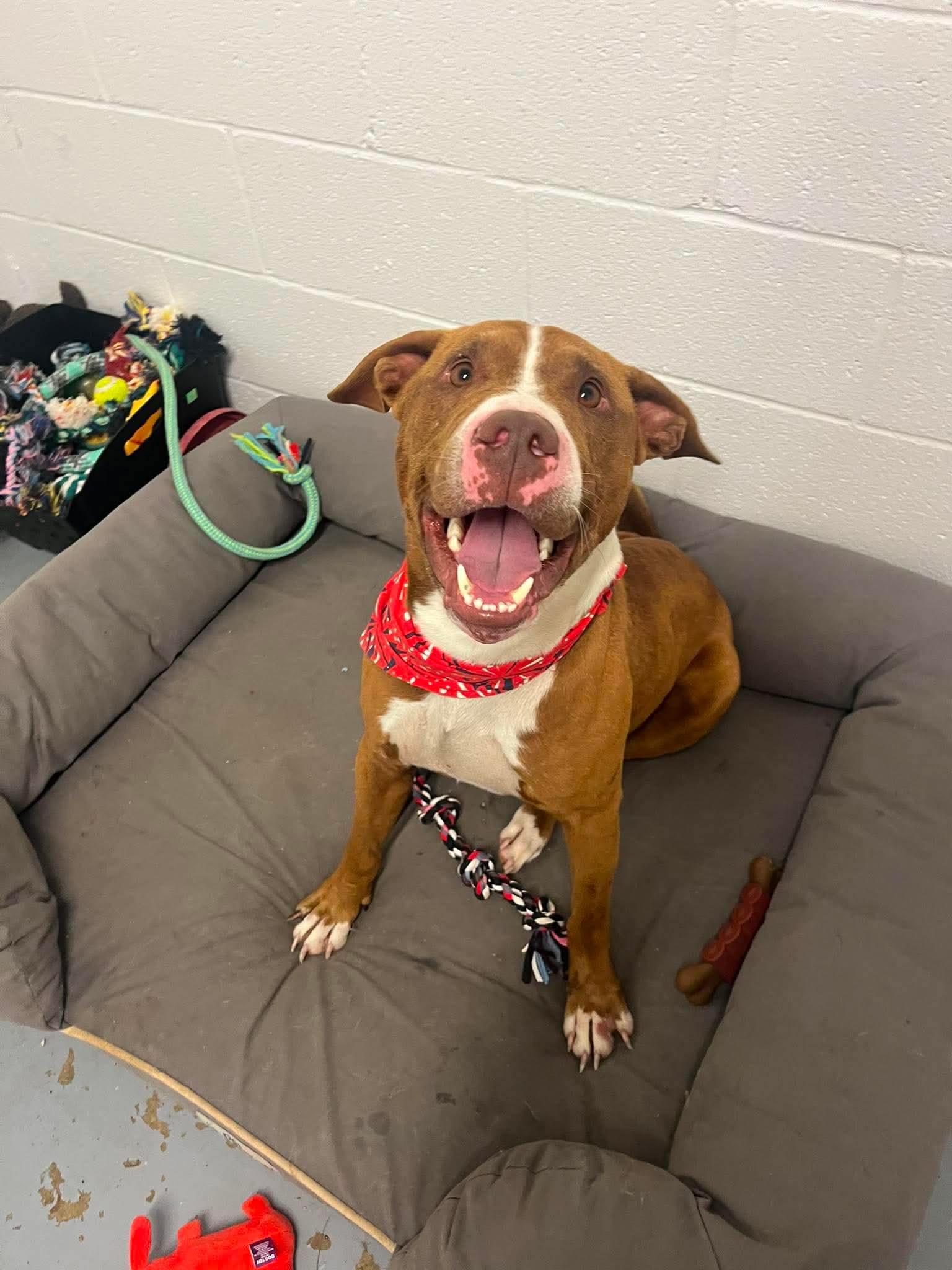 Rusty, a ADOPTABLE mixed breed in Harrodsburg, KY image 3/3