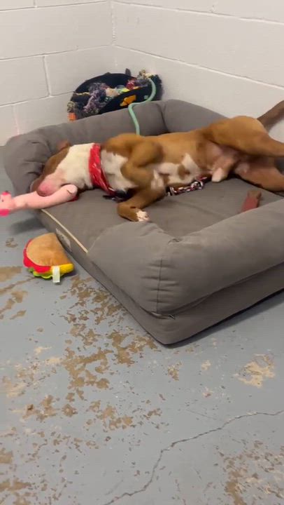 Enlarge Rusty, a ADOPTABLE mixed breed in Harrodsburg, KY video 2/3