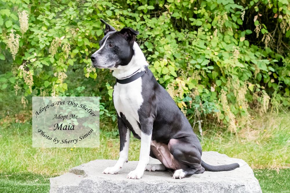 MAIA, an adoptable Pit Bull Terrier, American Staffordshire Terrier in Shelton, WA, 98584 | Photo Image 7