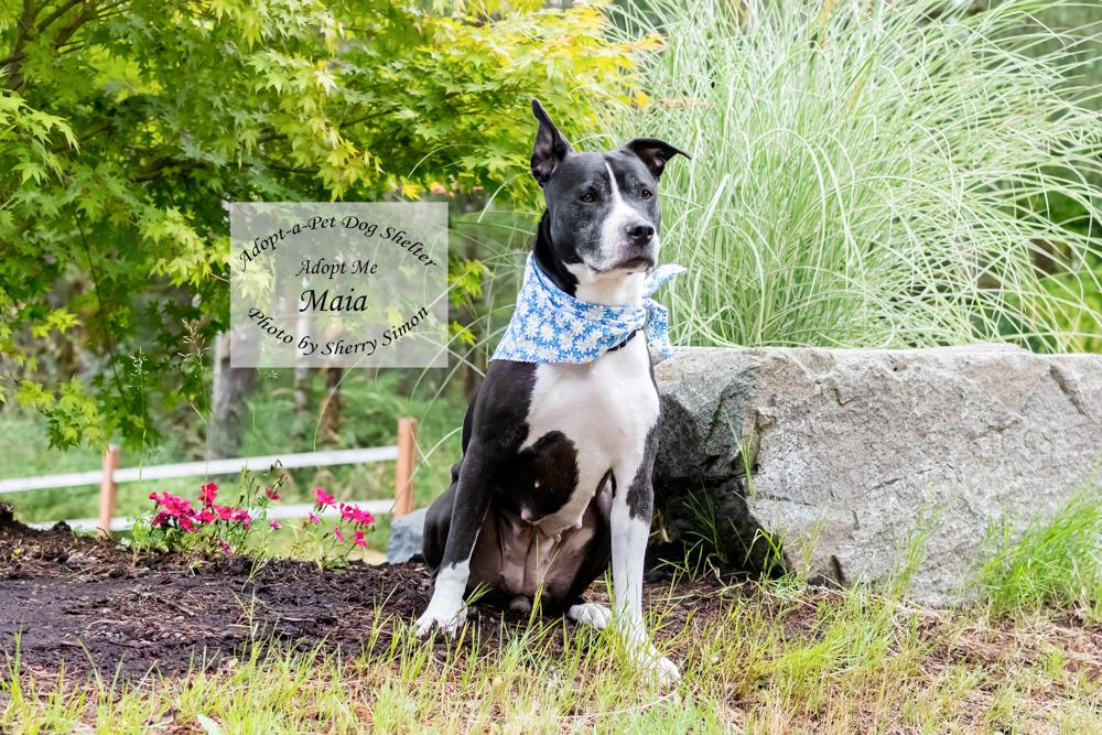 MAIA, an adoptable Pit Bull Terrier, American Staffordshire Terrier in Shelton, WA, 98584 | Photo Image 4