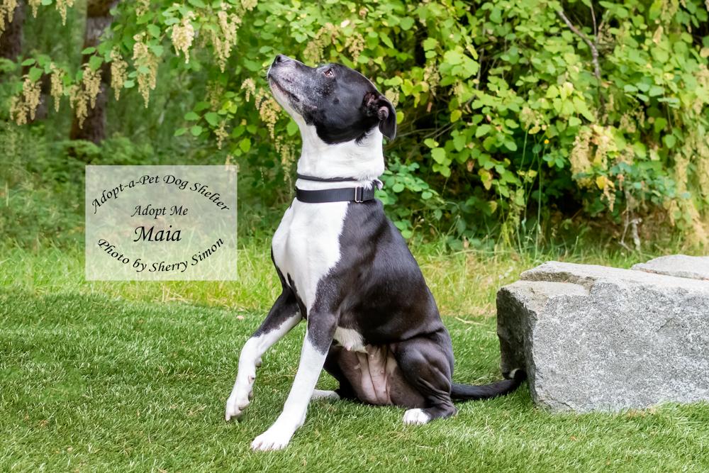 MAIA, an adoptable Pit Bull Terrier, American Staffordshire Terrier in Shelton, WA, 98584 | Photo Image 6