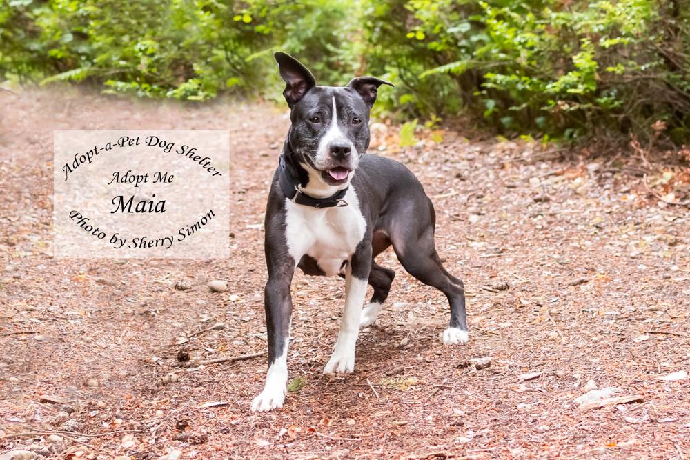 MAIA, an adoptable Pit Bull Terrier, American Staffordshire Terrier in Shelton, WA, 98584 | Photo Image 4