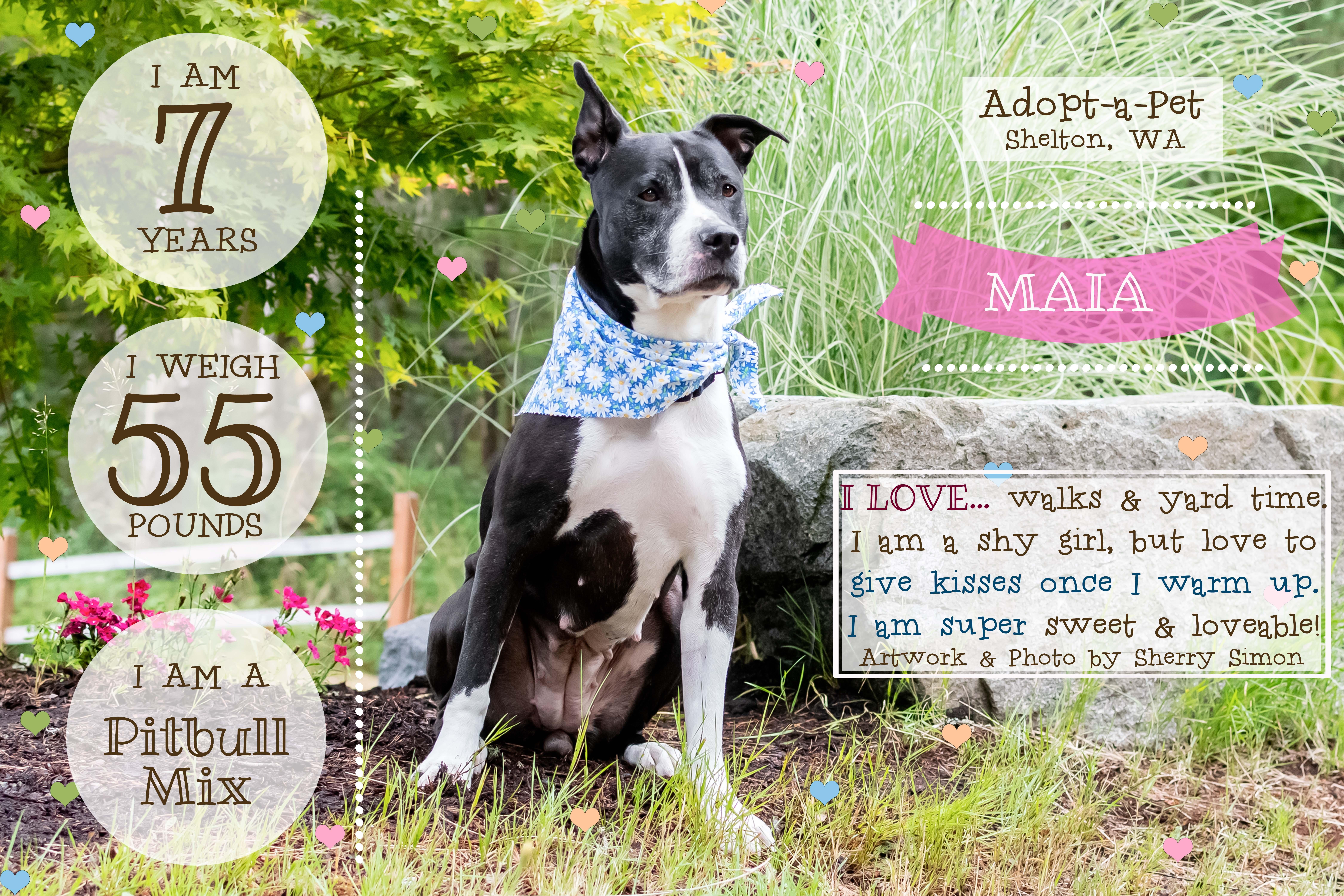 MAIA, an adoptable Pit Bull Terrier, American Staffordshire Terrier in Shelton, WA, 98584 | Photo Image 7