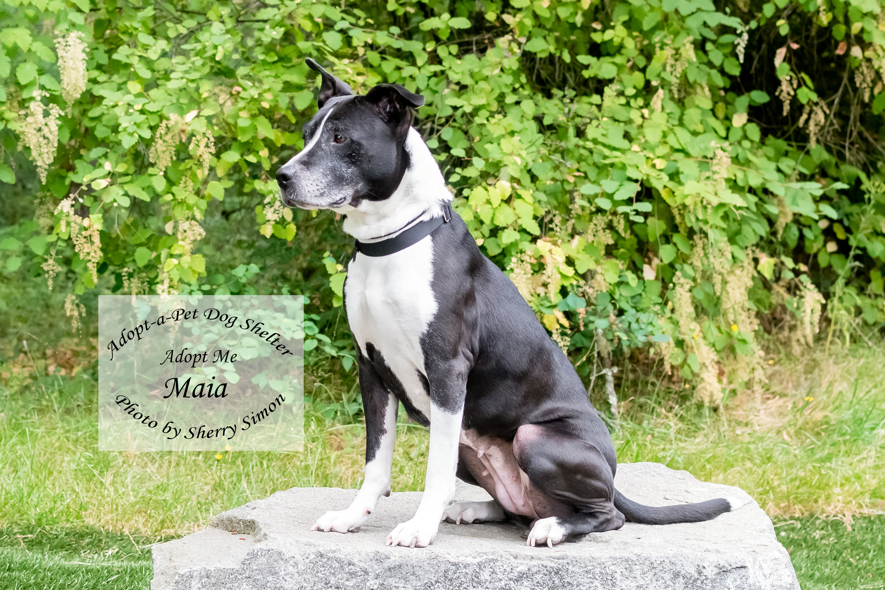 MAIA photo 3