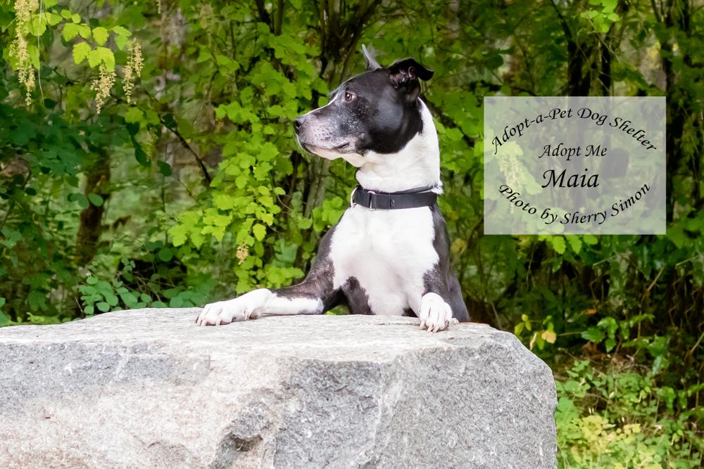 MAIA, an adoptable Pit Bull Terrier, American Staffordshire Terrier in Shelton, WA, 98584 | Photo Image 5
