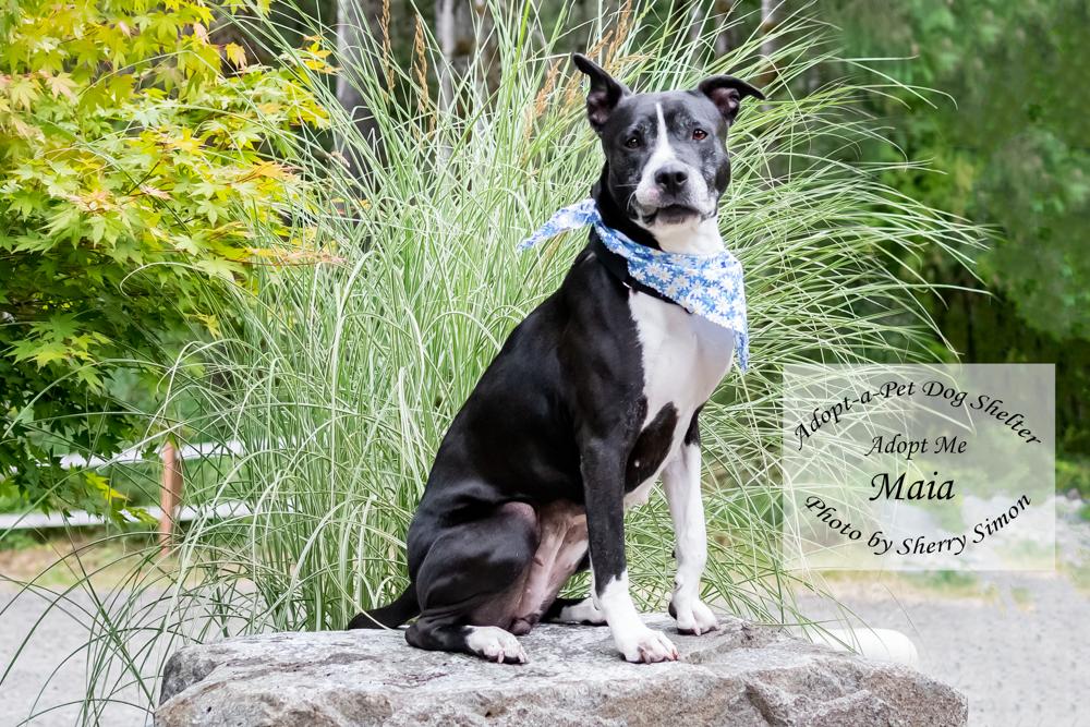 MAIA, an adoptable Pit Bull Terrier, American Staffordshire Terrier in Shelton, WA, 98584 | Photo Image 4