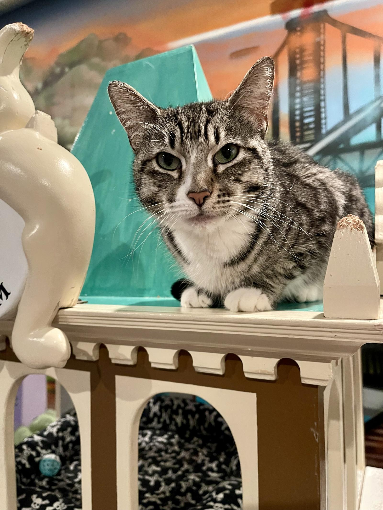 Enlarge Nora, a Adoptable Domestic Short Hair in Oakland, CA image 1/2