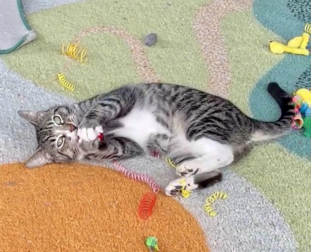 Enlarge Nora, a Adoptable Domestic Short Hair in Oakland, CA image 2/2