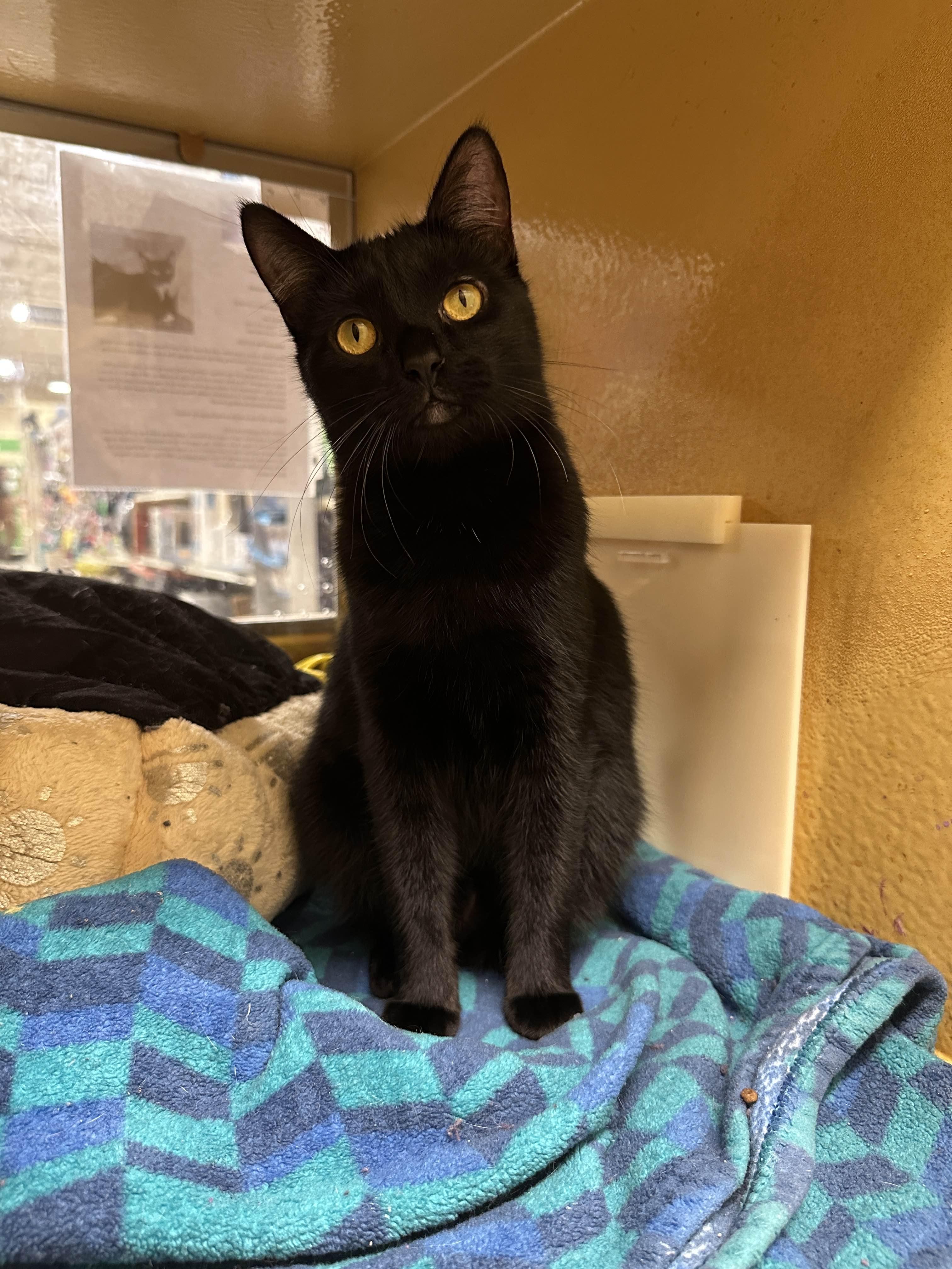 Tootsie Roll, adopted, Young Female Bombay & Domestic Short Hair.