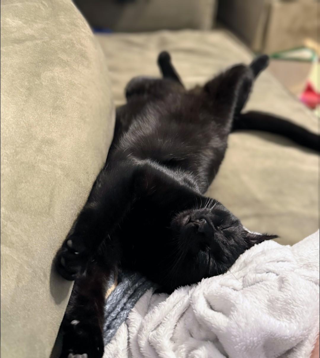 Enlarge Tootsie Roll, an adopted mixed breed in Pearland, TX image 2/5