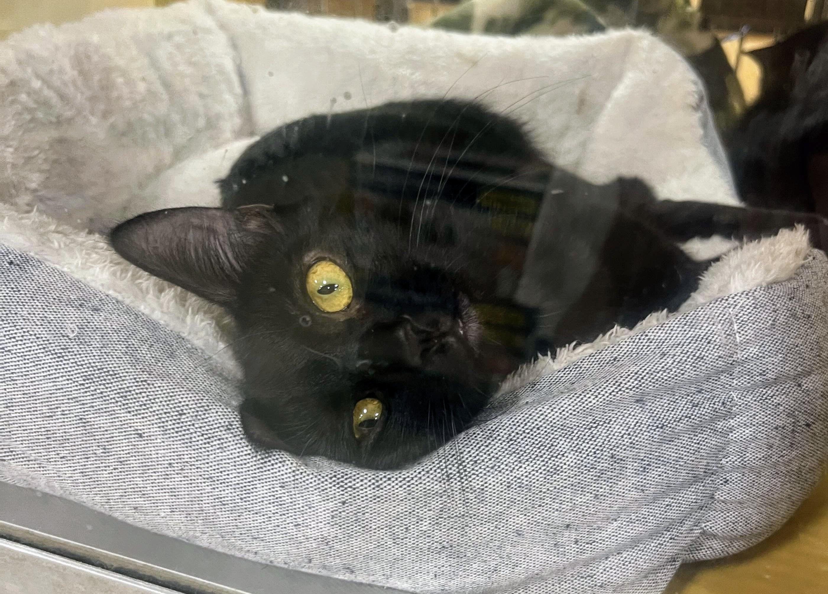 Enlarge Tootsie Roll, an adopted mixed breed in Pearland, TX image 3/5