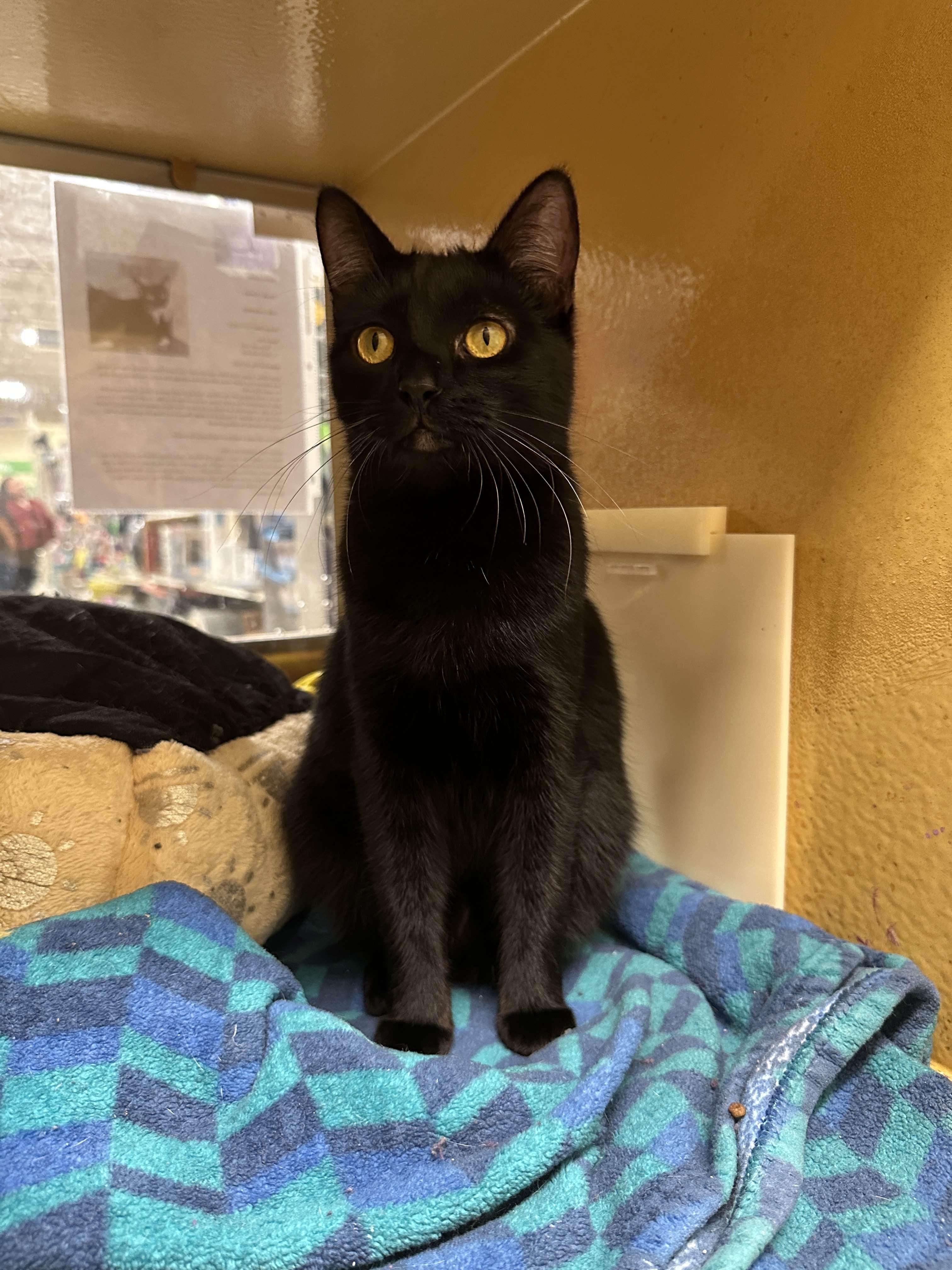 Enlarge Tootsie Roll, an adopted mixed breed in Pearland, TX image 5/5