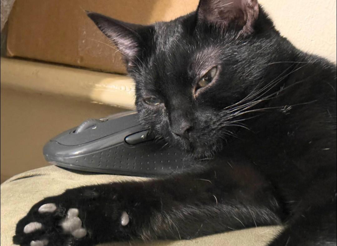 Enlarge Tootsie Roll, an adopted mixed breed in Pearland, TX image 4/5