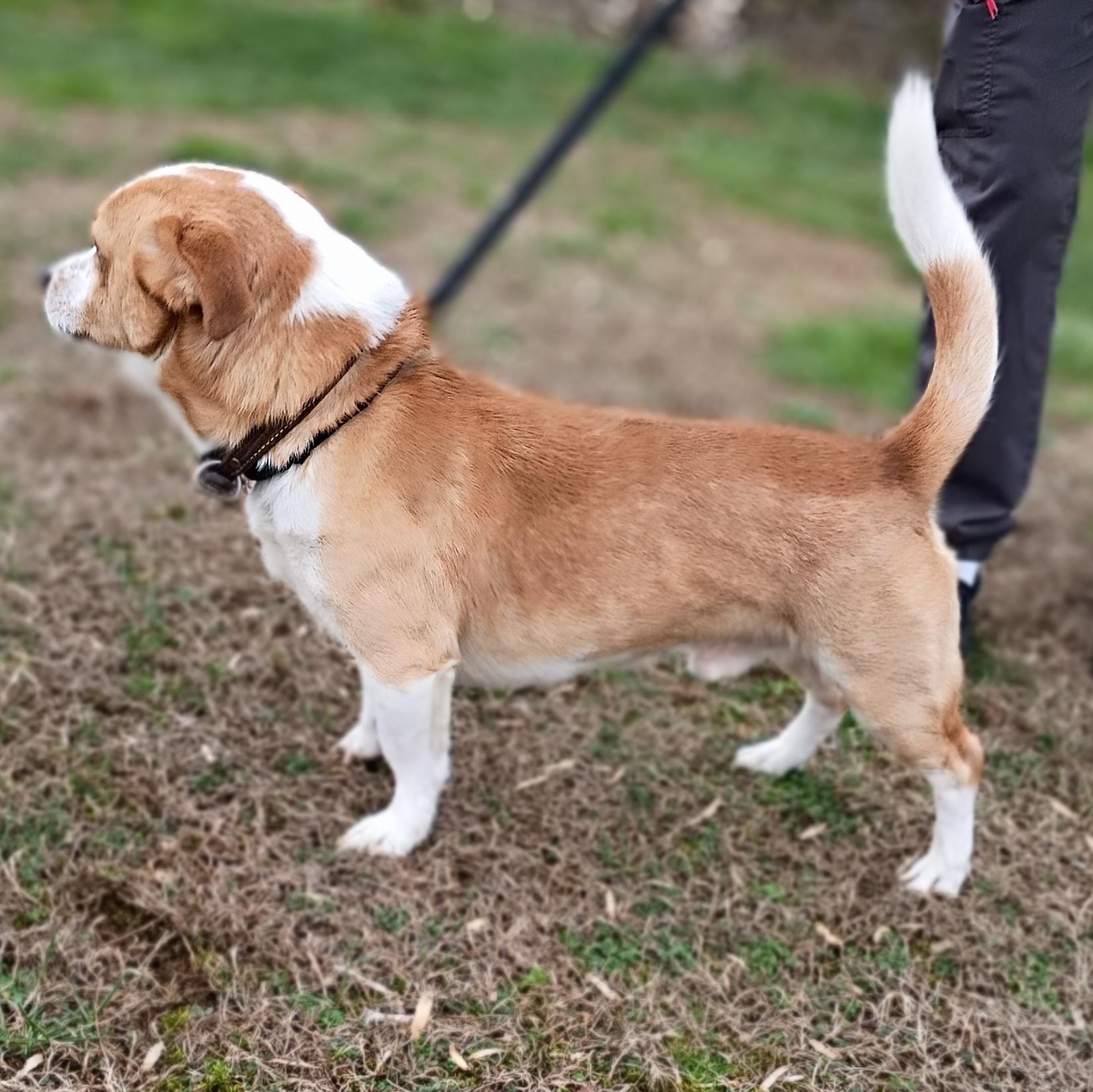 Marley, ADOPTABLE, Adult Male Corgi & Beagle.
