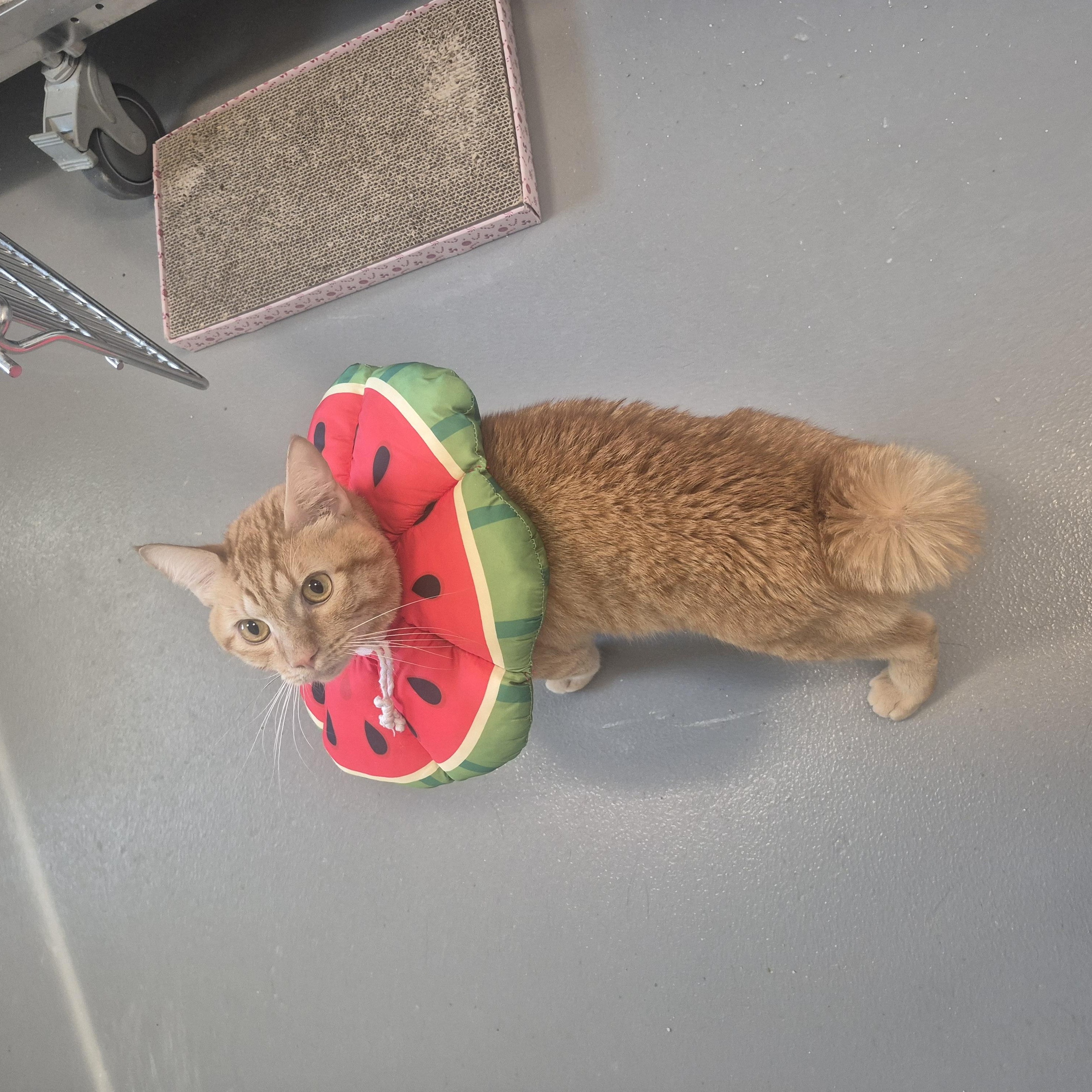 Cheeto, an adopted Domestic Short Hair in New Westminster, BC image 2/2