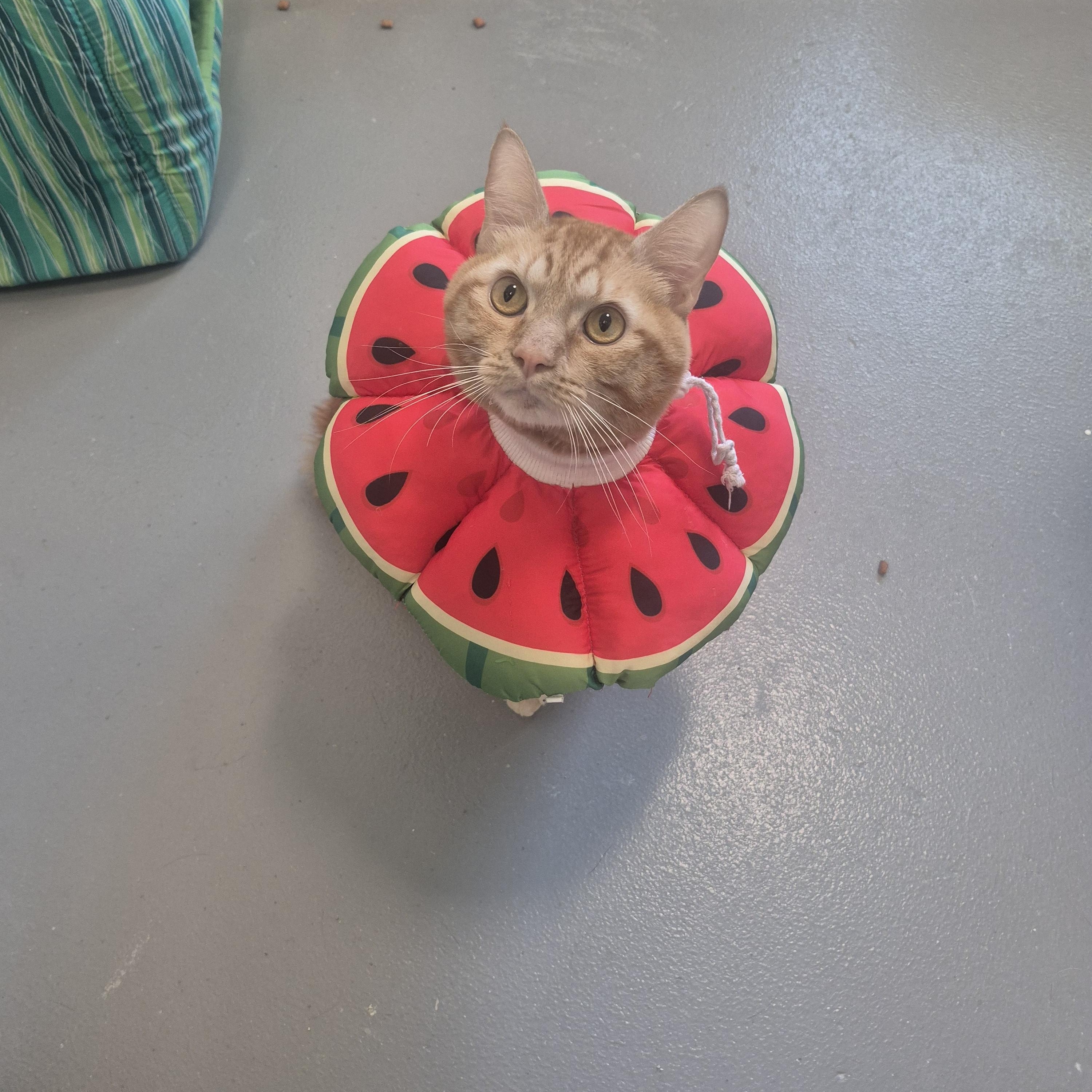 Cheeto, adopted, Adult Male Domestic Short Hair.