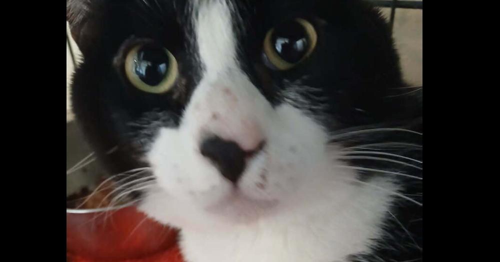 Nebo, Adoptable, Adult Male Domestic Short Hair.
