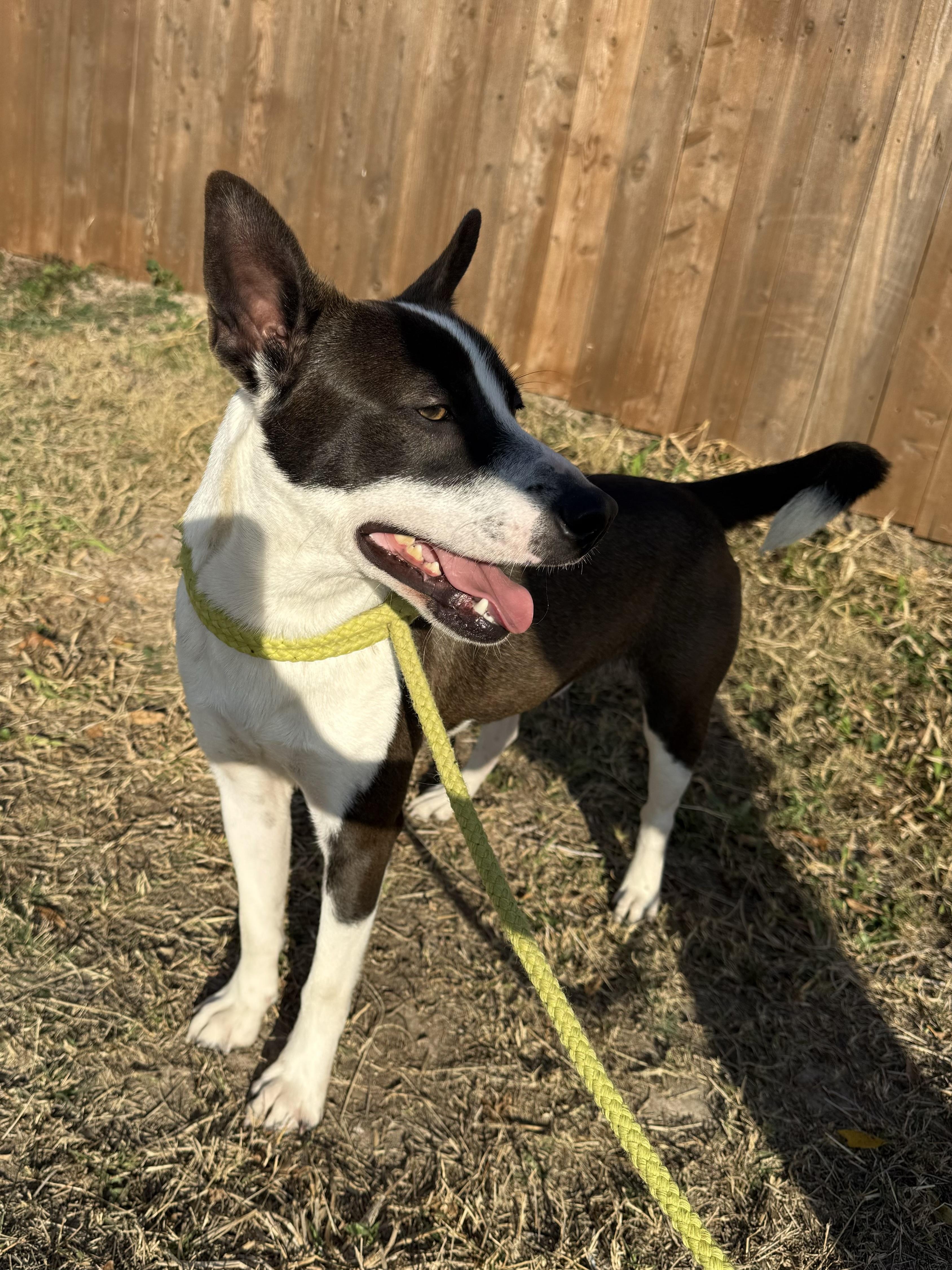 Enlarge Uly, a Adoptable mixed breed in Richmond, VA image 1/5