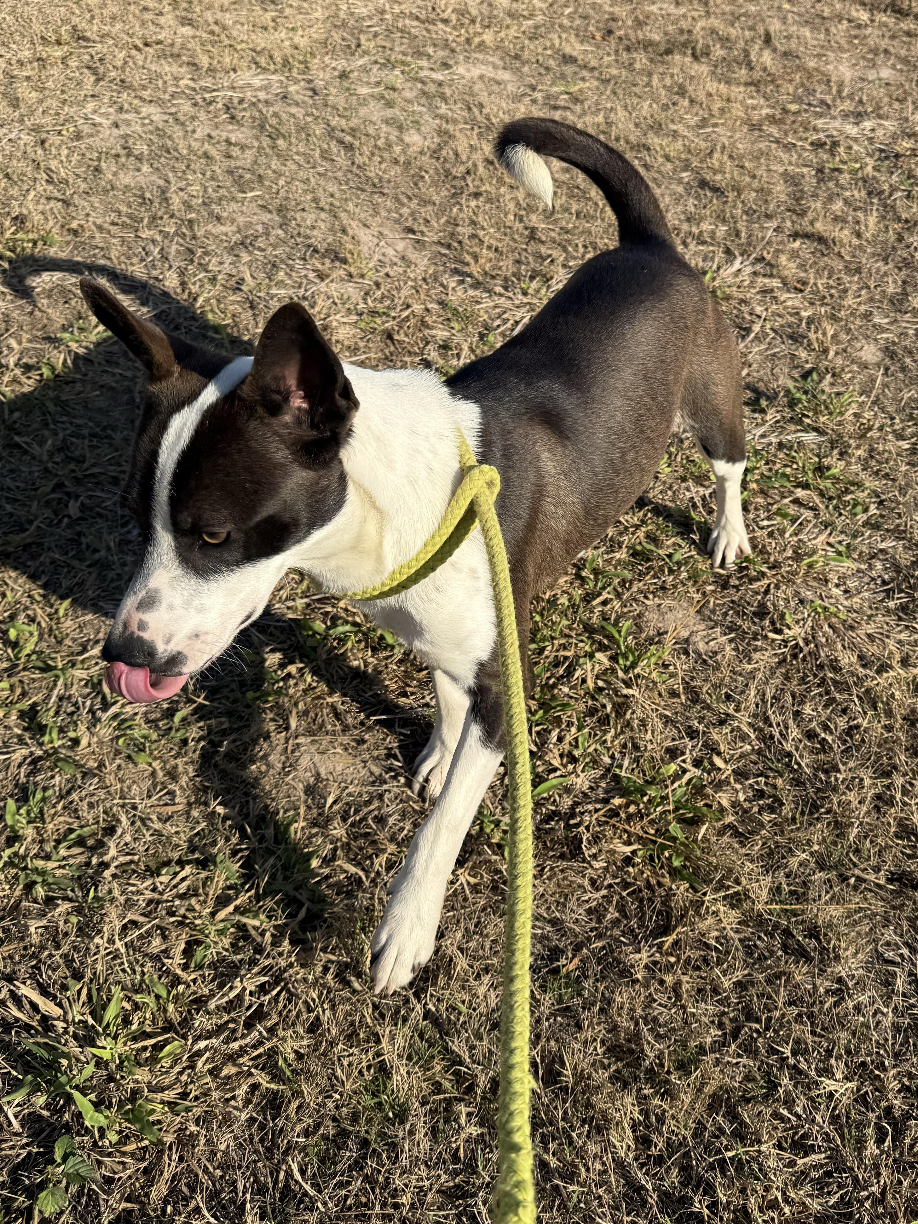 Enlarge Uly, a Adoptable mixed breed in Richmond, VA image 5/5