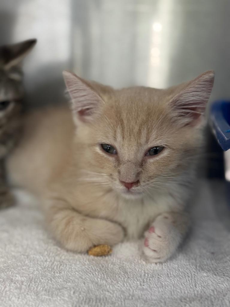 CocoPuff, Adoptable, Kitten Male Domestic Short Hair.