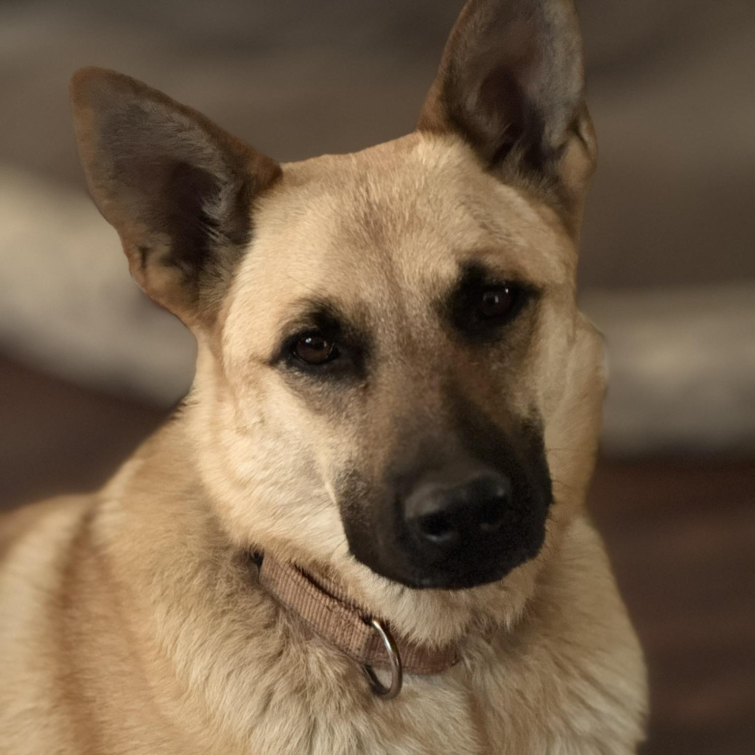 Meet Lulu  Your New Adventure Buddy Date of Birth March 18 2024 Breed German Shepherd Personali