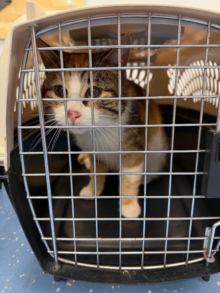 Thimble, Adoptable, Young Female Domestic Short Hair.
