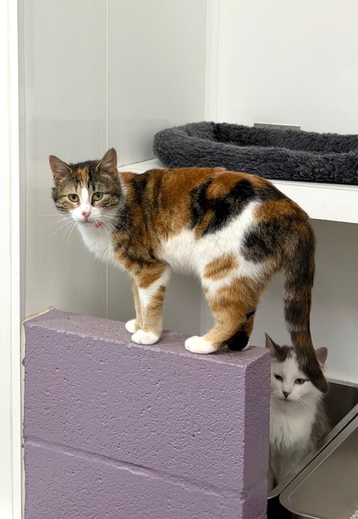 Thimble, a Adoptable mixed breed in Glenfield, NY image 2/6