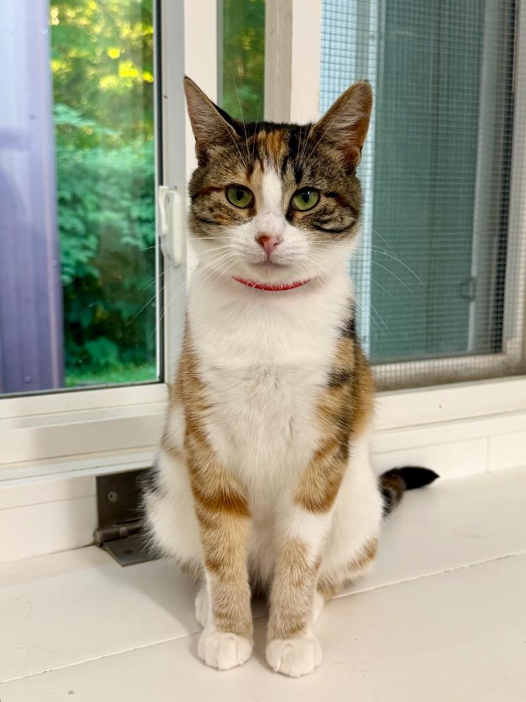 Enlarge Thimble, a Adoptable mixed breed in Glenfield, NY image 3/6