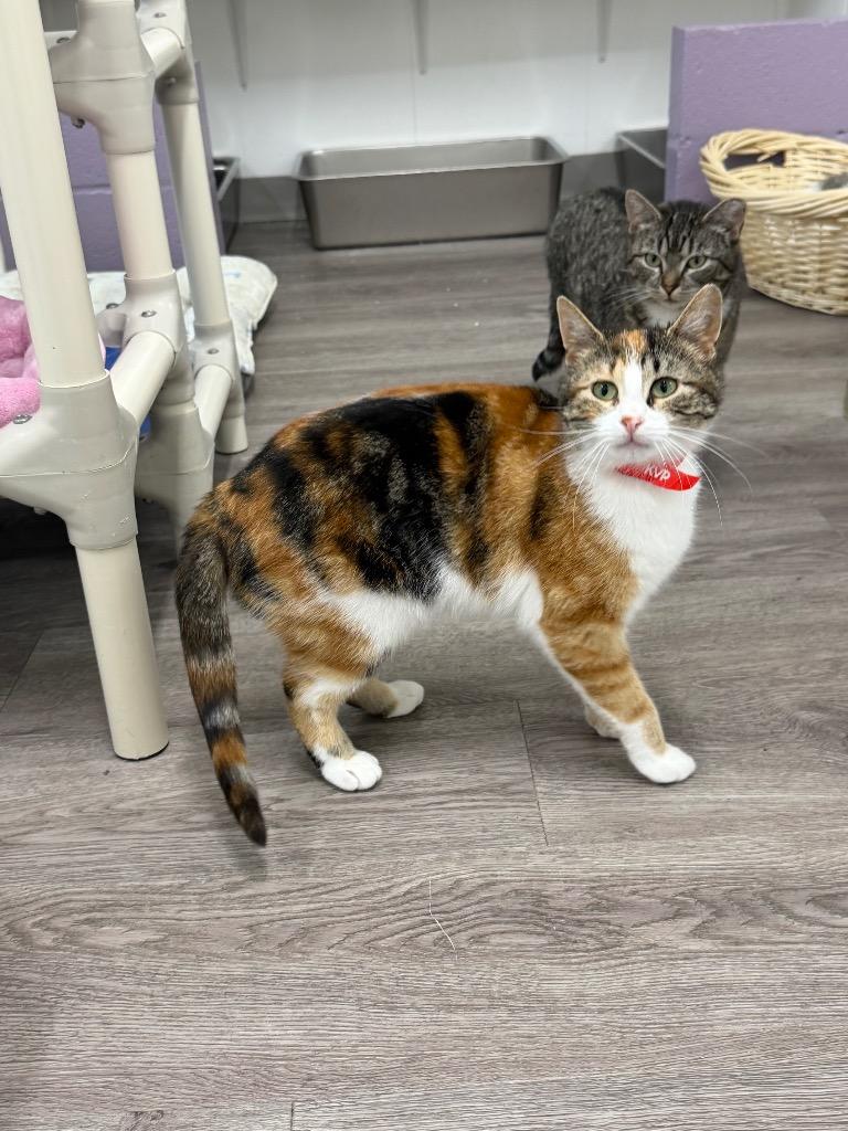 Thimble, a Adoptable mixed breed in Glenfield, NY image 3/6