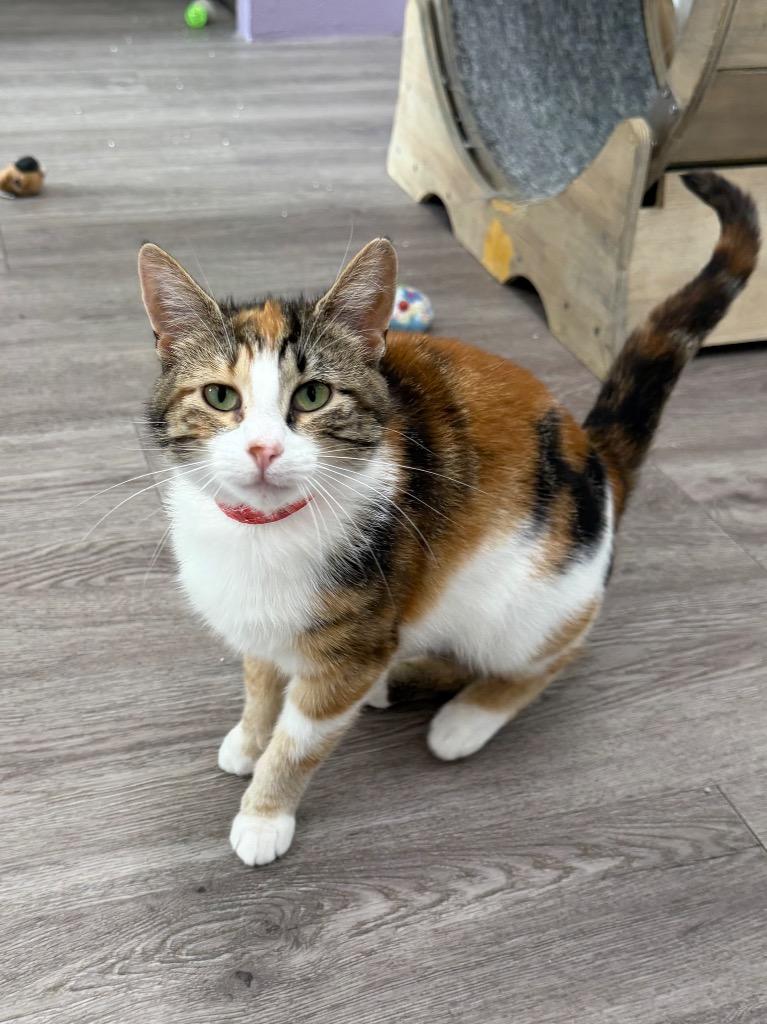 Thimble, a Adoptable mixed breed in Glenfield, NY image 4/6