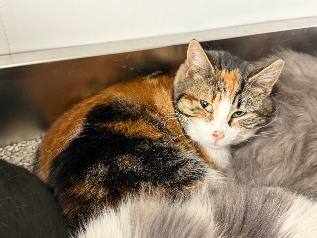 Thimble, a Adoptable mixed breed in Glenfield, NY image 5/6