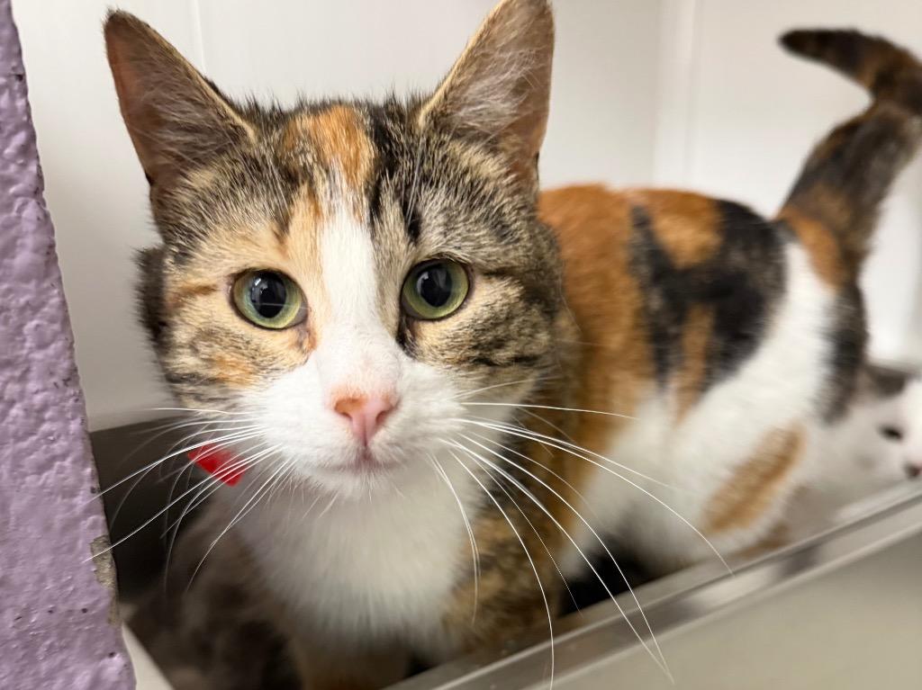Thimble, a Adoptable mixed breed in Glenfield, NY image 6/6