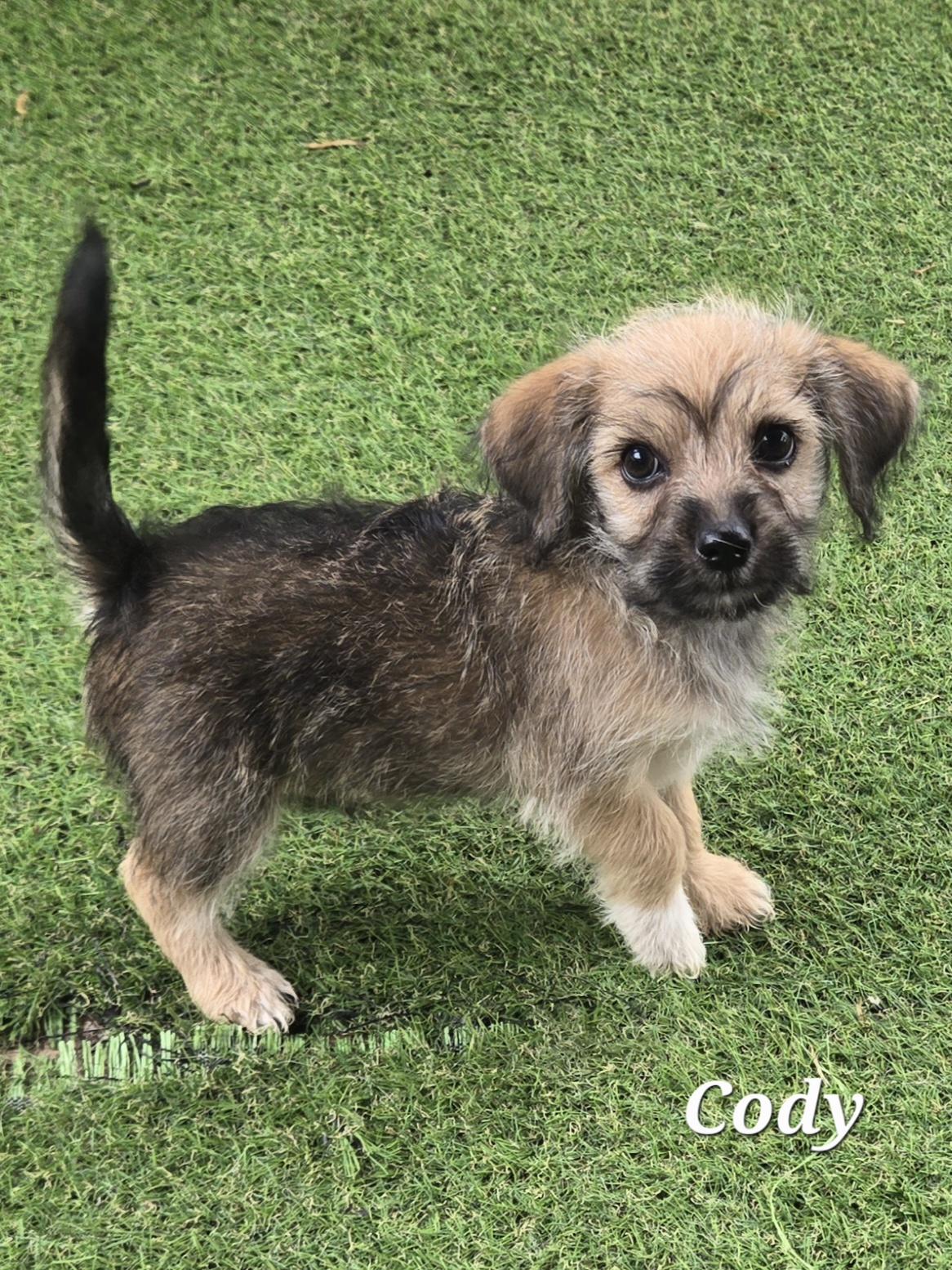 Cody, an adopted mixed breed in Austin, TX image 2/4