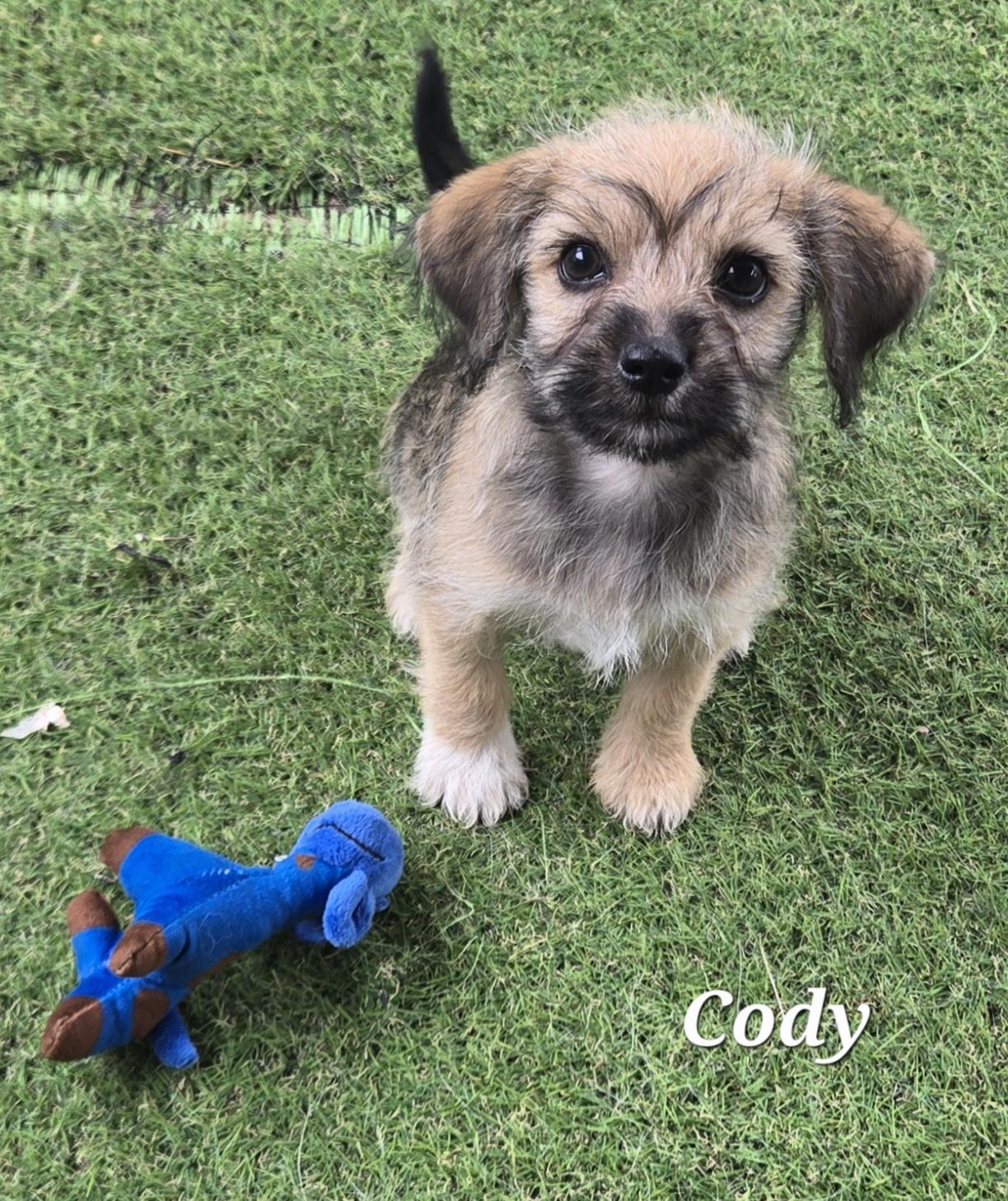 Cody, an adopted mixed breed in Austin, TX image 4/4