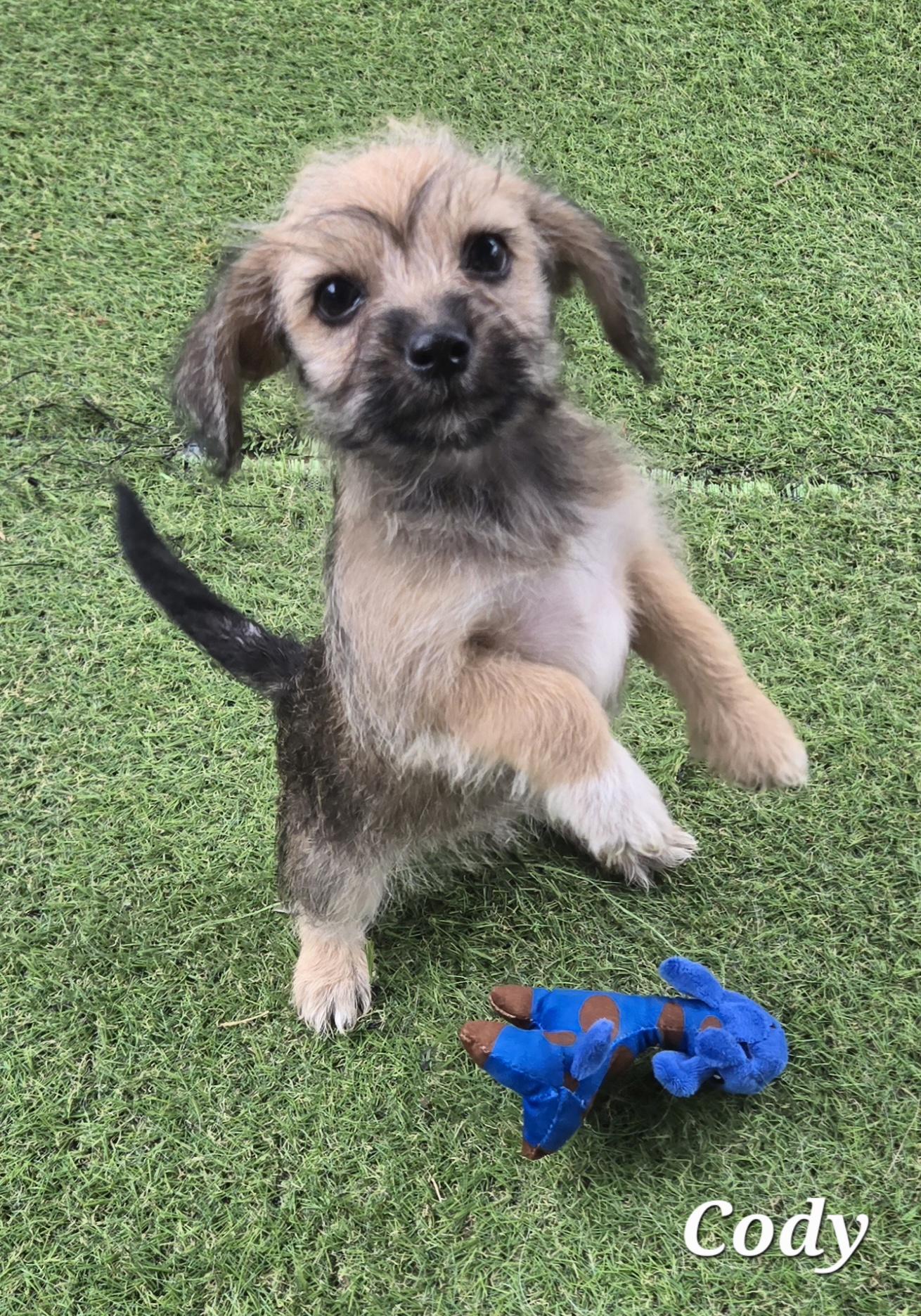 Cody, an adopted mixed breed in Austin, TX image 1/4