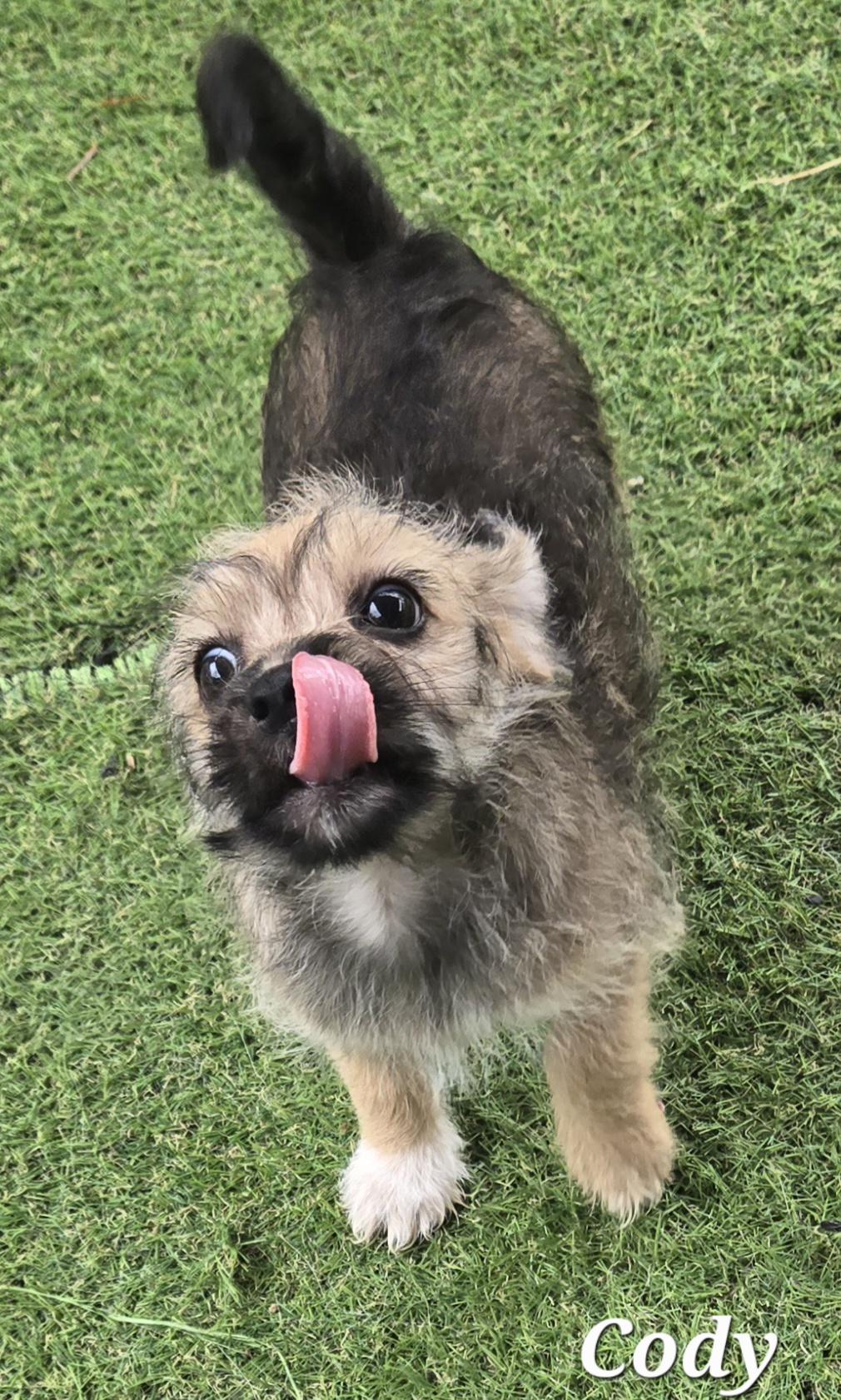 Cody, an adopted mixed breed in Austin, TX image 3/4