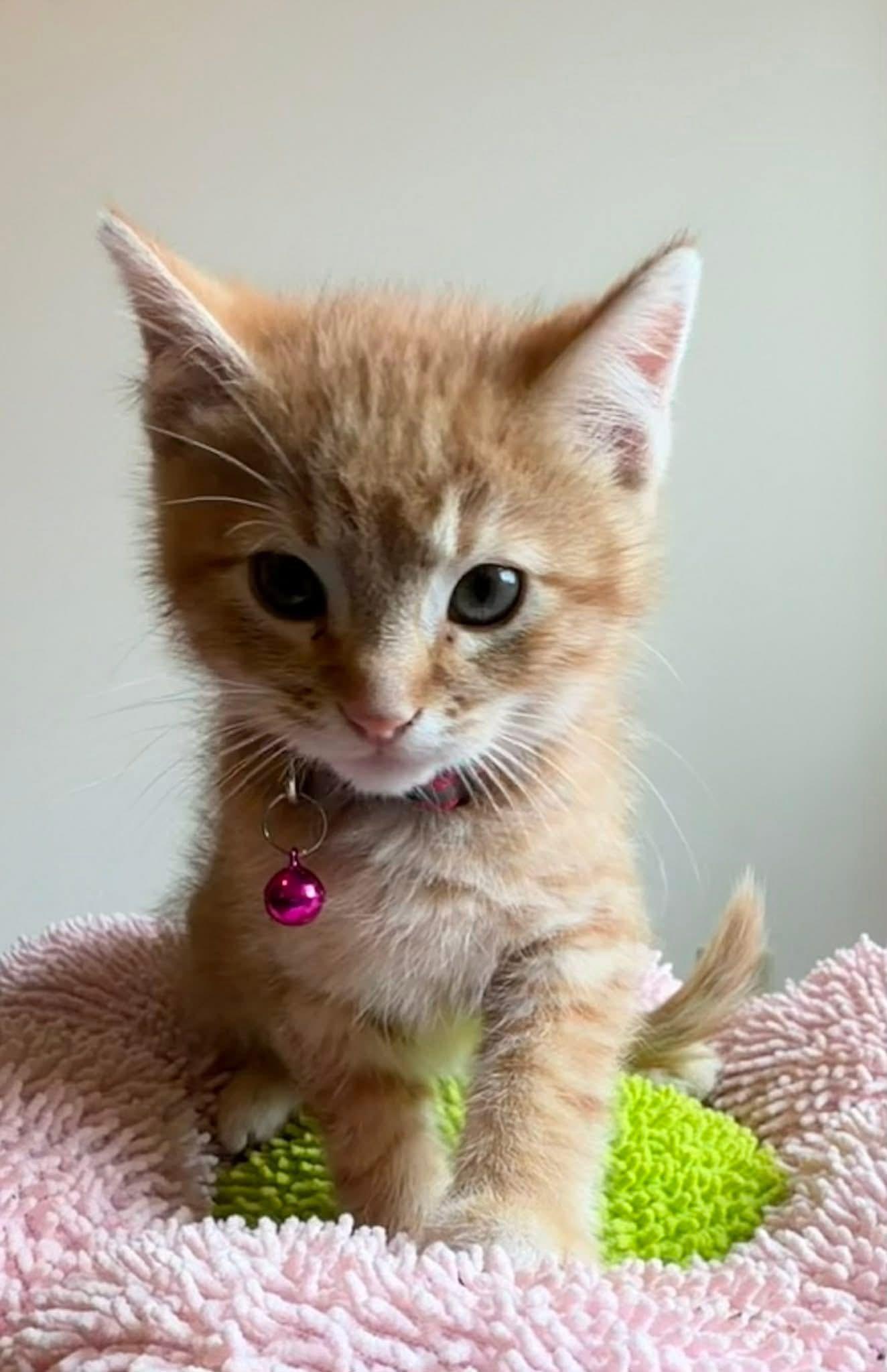 Enlarge Peter Parker, a ADOPTABLE Tabby in GALESVILLE, WI image 6/6