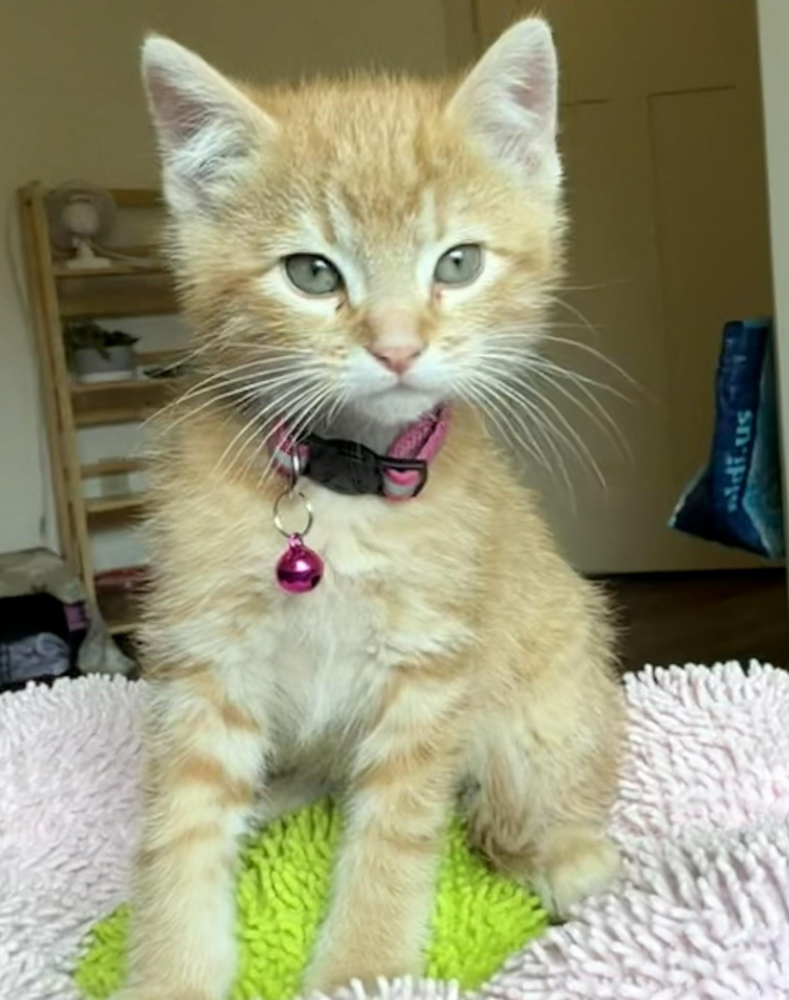 Enlarge Peter Parker, a ADOPTABLE Tabby in GALESVILLE, WI image 3/6