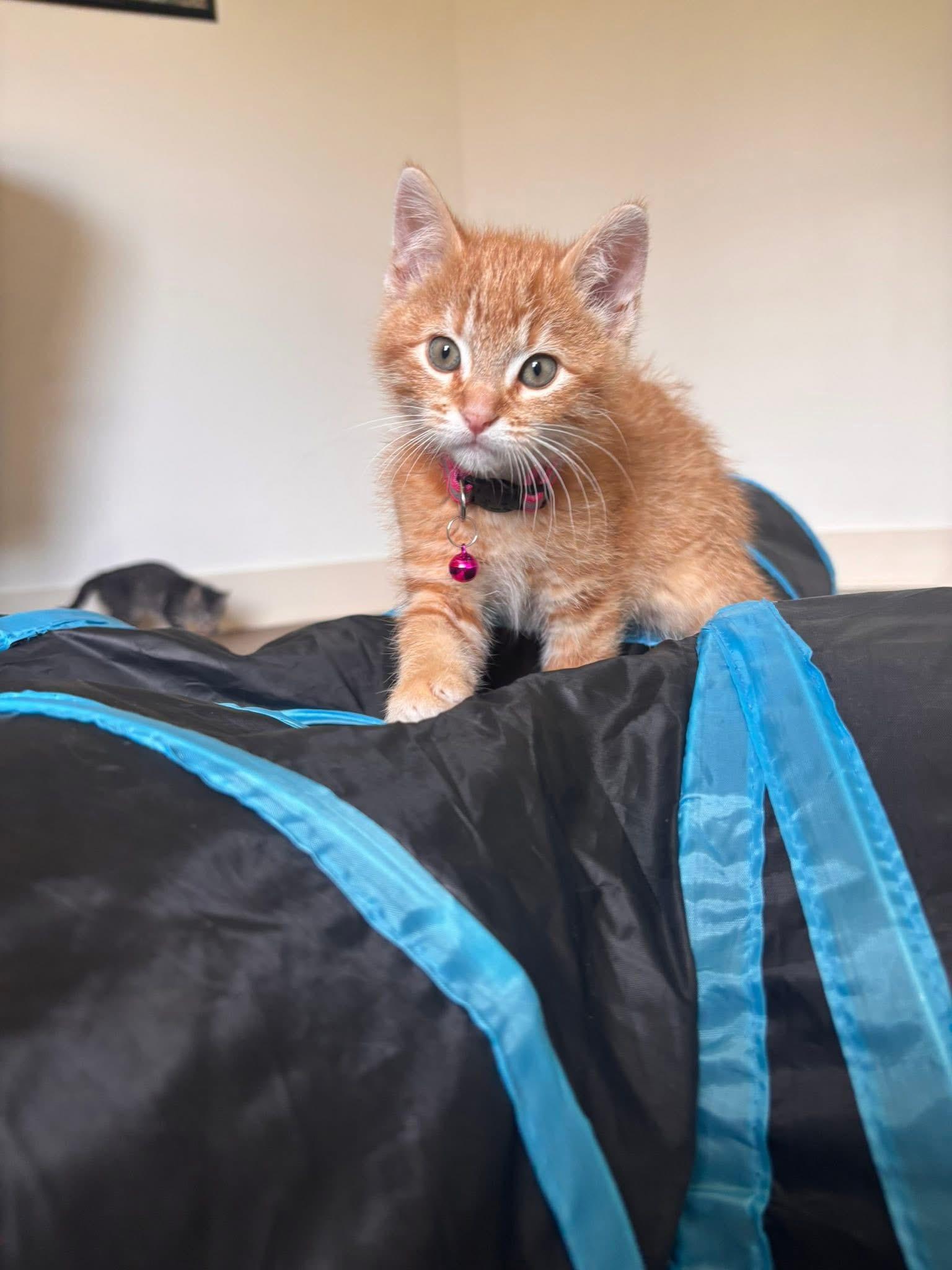 Enlarge Peter Parker, a ADOPTABLE Tabby in GALESVILLE, WI image 5/6