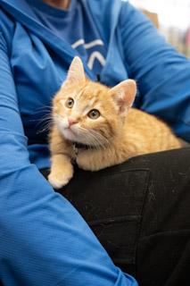 Enlarge Peter Parker, a ADOPTABLE Tabby in GALESVILLE, WI image 1/6