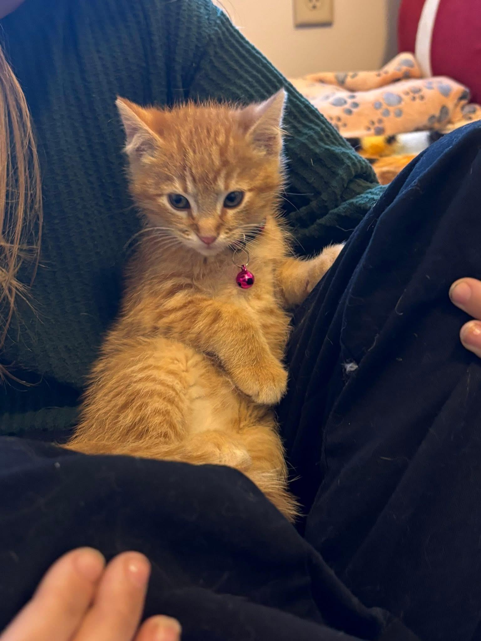 Enlarge Peter Parker, a ADOPTABLE Tabby in GALESVILLE, WI image 4/6