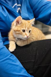 Enlarge Peter Parker, a ADOPTABLE Tabby in GALESVILLE, WI image 2/6