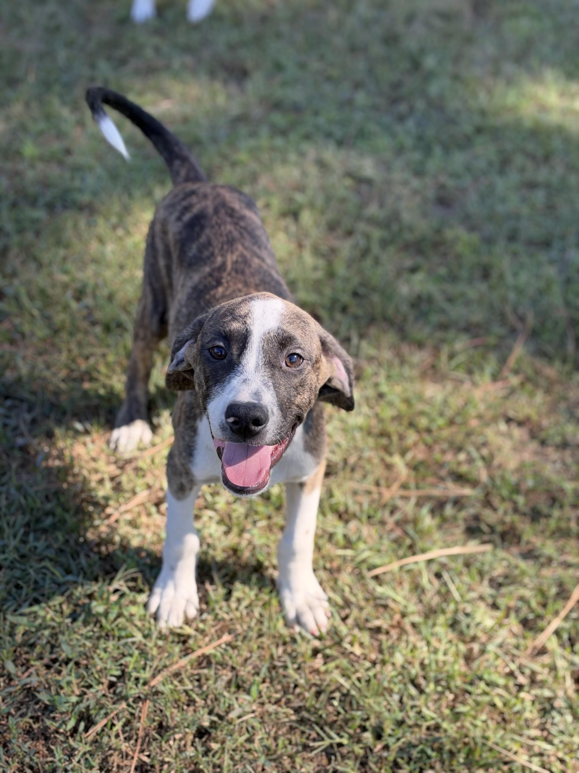 Enlarge Nugene, a Adoptable mixed breed in Pembroke, MA image 1/4