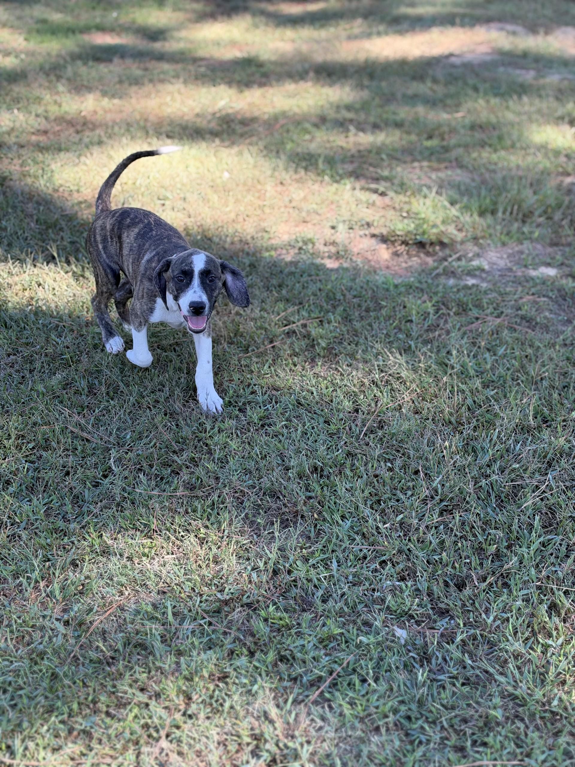 Enlarge Nugene, a Adoptable mixed breed in Pembroke, MA image 3/4