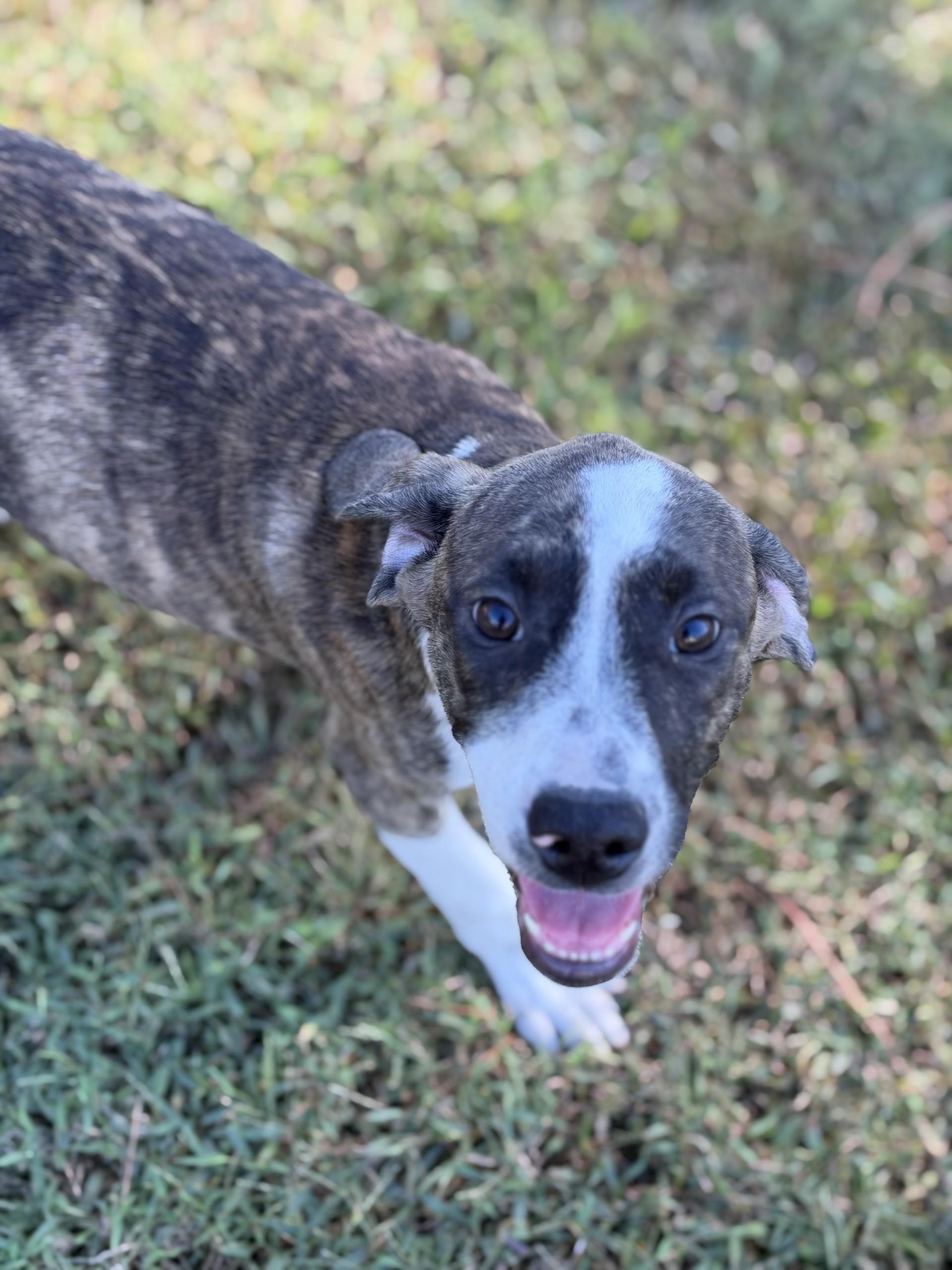 Enlarge Nugene, a Adoptable mixed breed in Pembroke, MA image 4/4