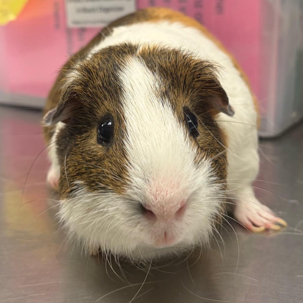 Rocky, Adoptable, Adult Male Guinea Pig.